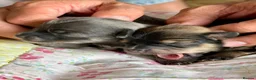Chorkie dogs for sale: Miniature Chorkie Boys - Advert 24
