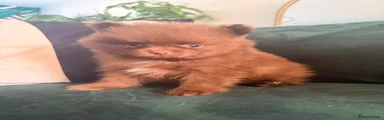 Pomeranian Puppy 2