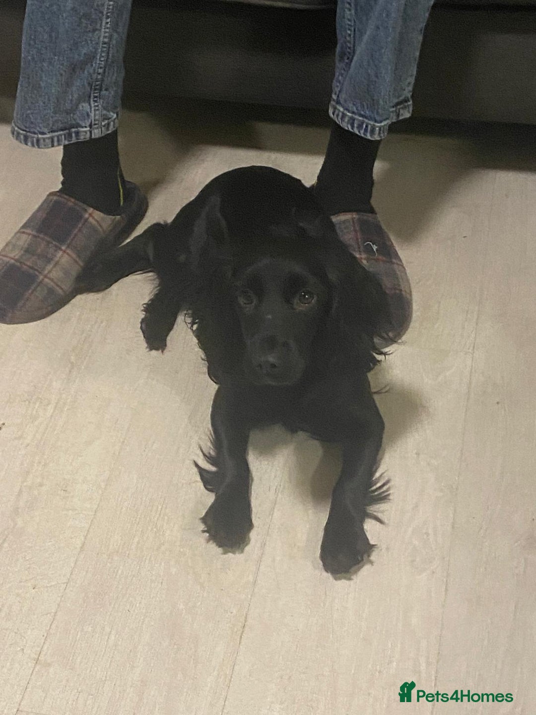 Cocker Spaniel dogs for sale: Cocker spaniel bitch available  - Advert 4