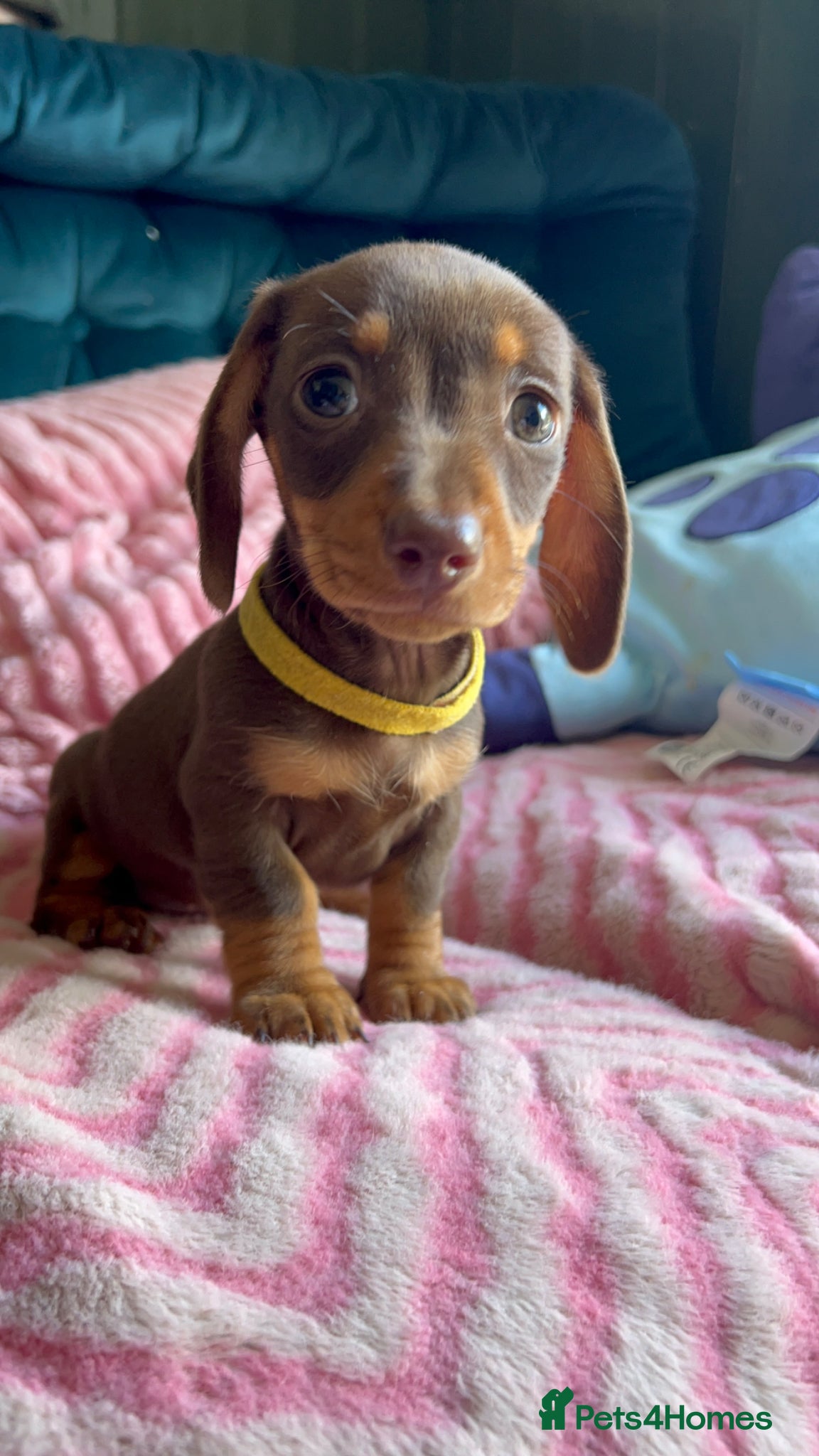 Miniature Dachshund dogs KC Reg Miniature Dachshund Puppies - PRA Clear  - Advert 19