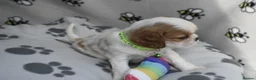 Cavalier King Charles Spaniel dogs for sale: Fully Health Tested KC Cavalier King Charles S in Rugby - Advert 3