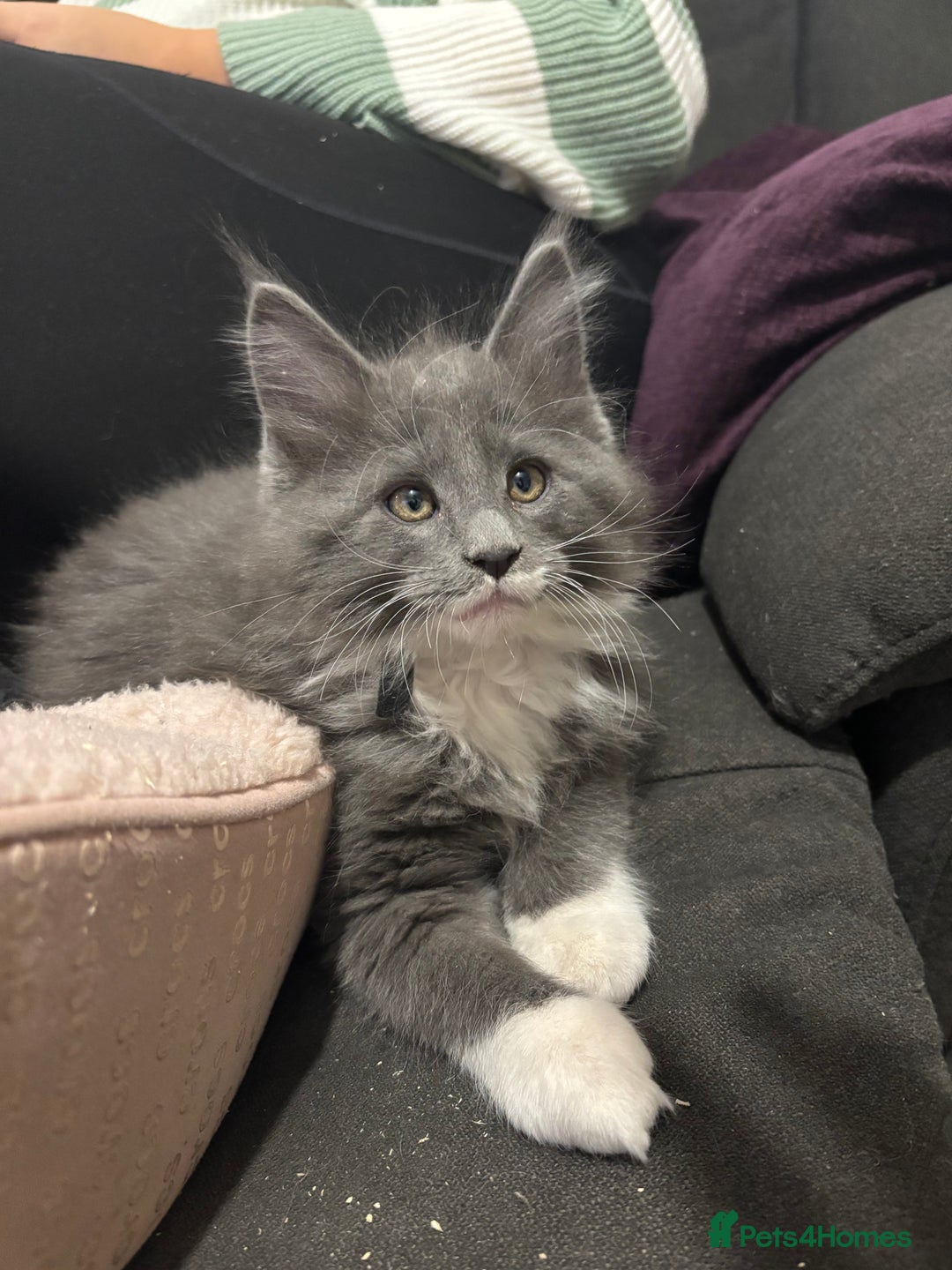 Maine Coon cats for sale: Last litter registered Maine coon kittens  - Advert 9