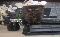 Mixed Breed cats for sale: 4 Beautiful kittens - Image 11