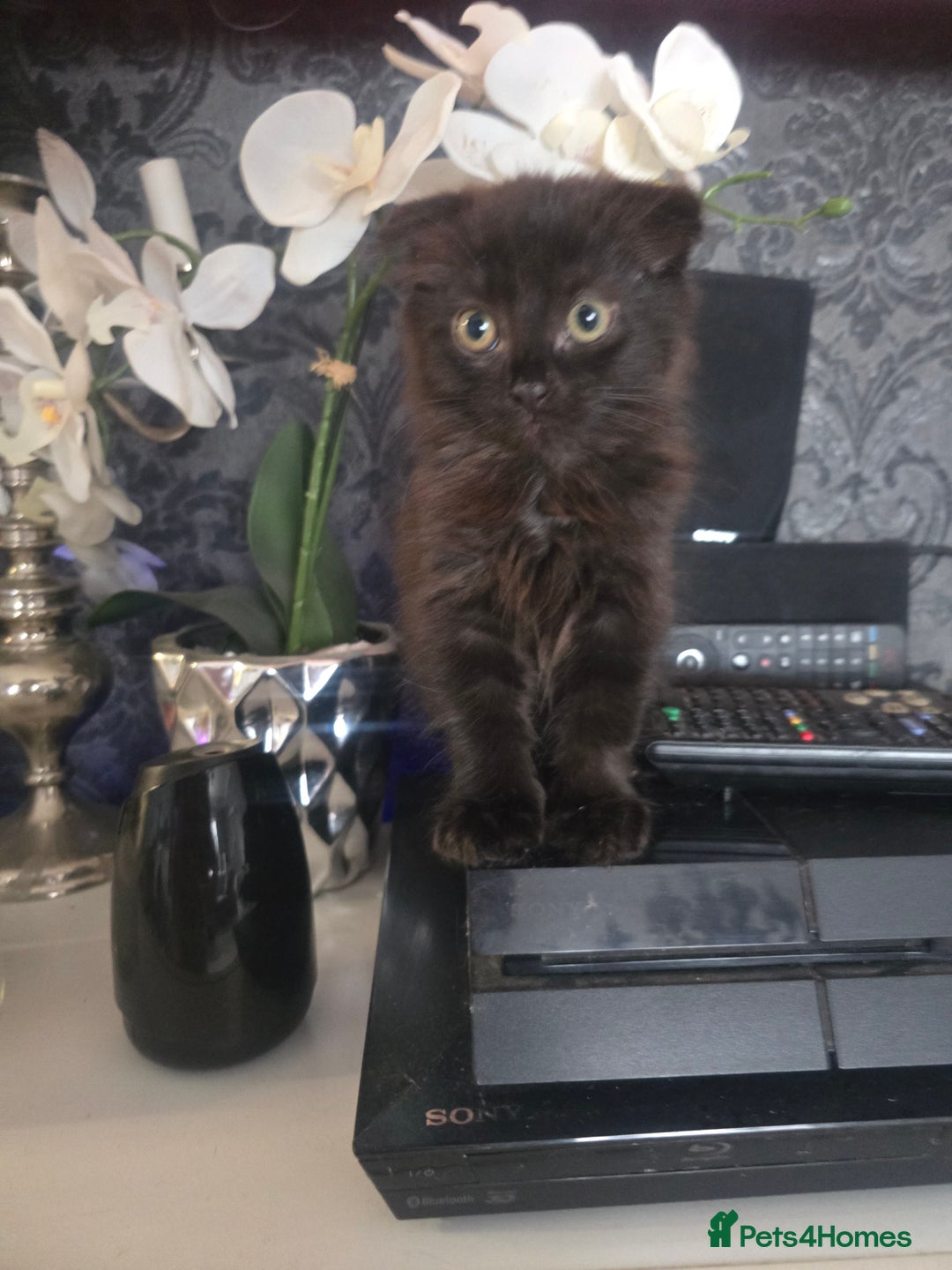 Mixed Breed cats for sale: 4 Beautiful kittens - Image 11