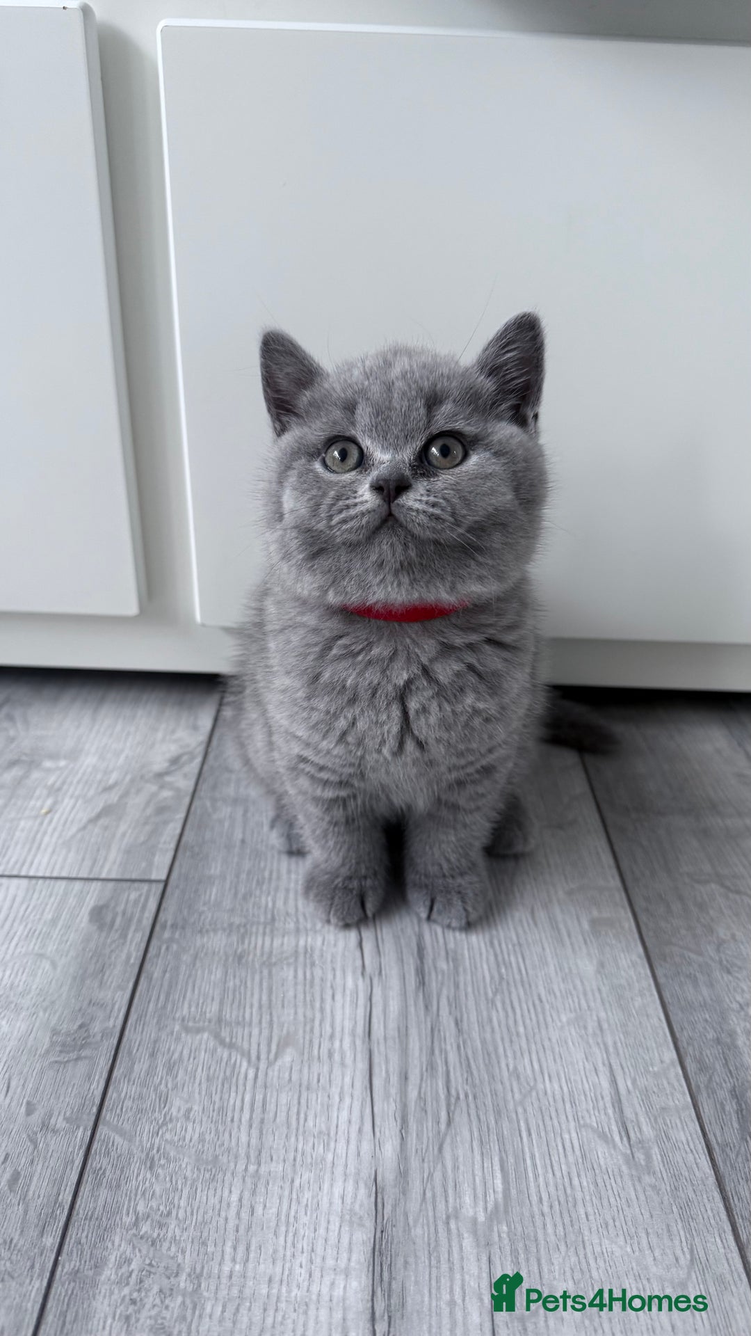 British Shorthair cats for sale: 5 beautiful BSH kittens - Image 16