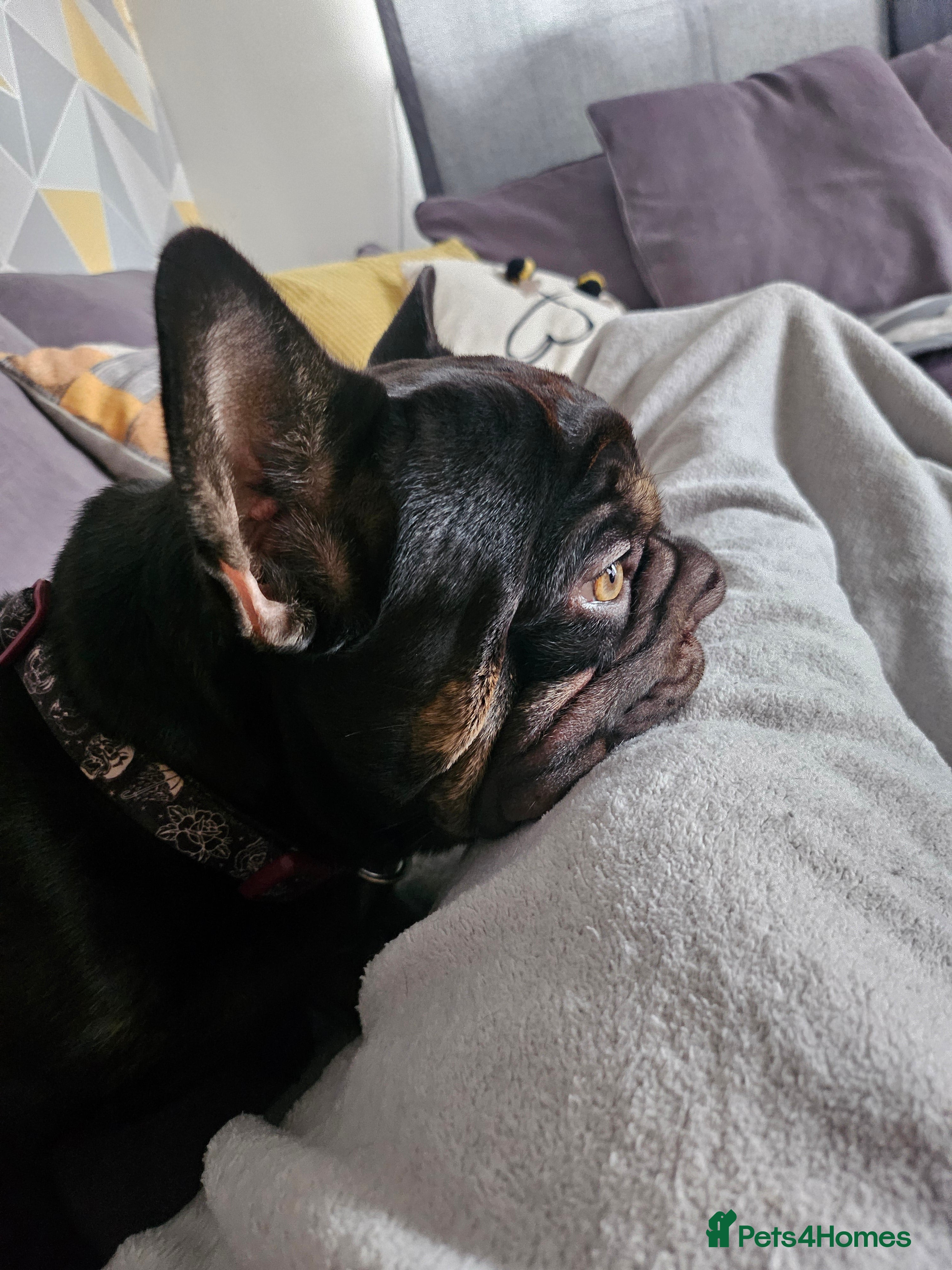French Bulldog dogs Dugi is looking for his forever home  - Advert 1