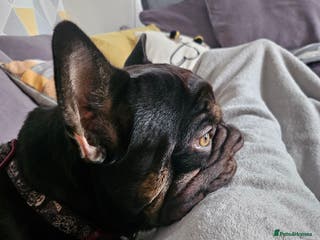 French Bulldog dogs Dugi is looking for his forever home - Advert 21