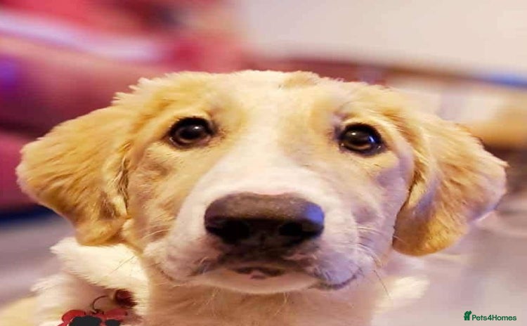 Mixed Breed dogs - Advert 8