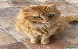 Khao Manee cats for sale: Stunning litter heterochromia kittens  - Image 7