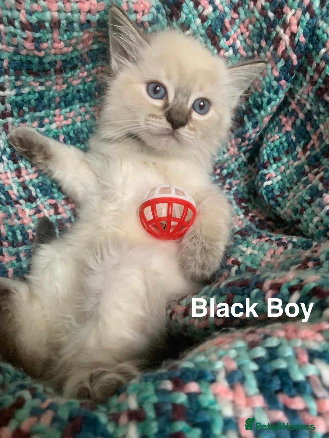 Ragdoll cats for sale: ❤️5 Beautiful Pure Ragdoll Kittens❗️❤️🐈 - Advert 6