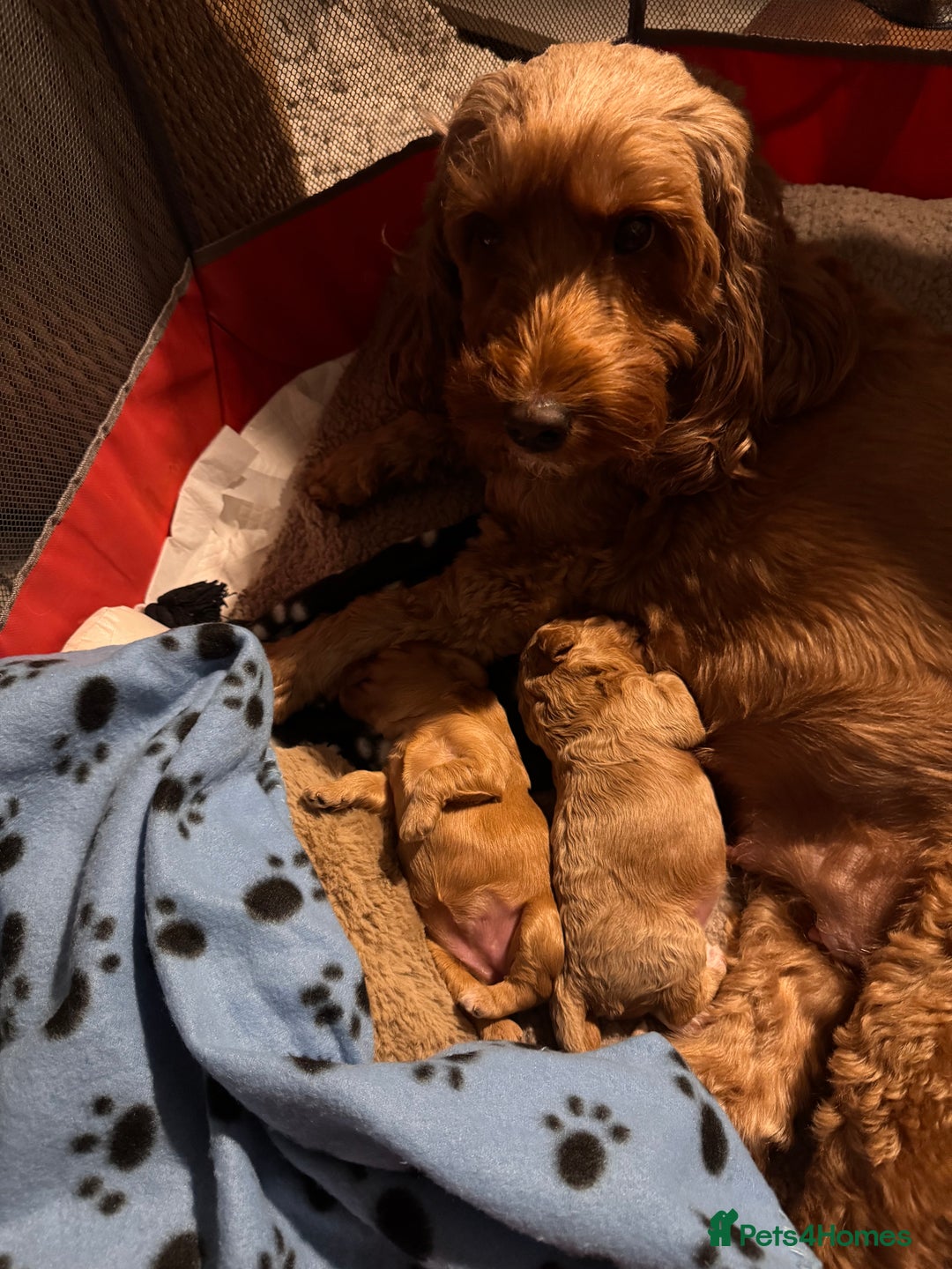 Cockapoo dogs for sale: Red Cockapoo girls F1b - Advert 8