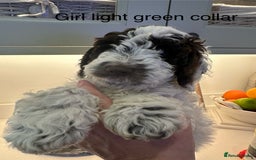 Cockapoo dogs for sale: Cockapoo puppies. Fully DNA tested.  - Image 29