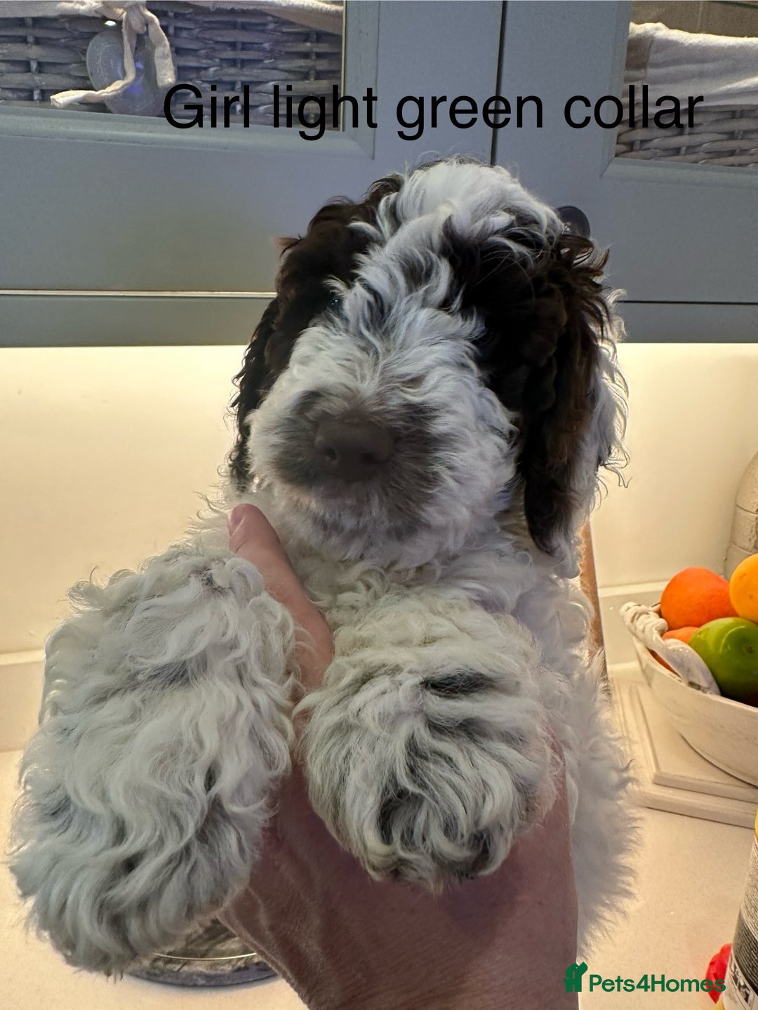 Cockapoo dogs for sale: Cockapoo puppies. Fully DNA tested.  - Image 29