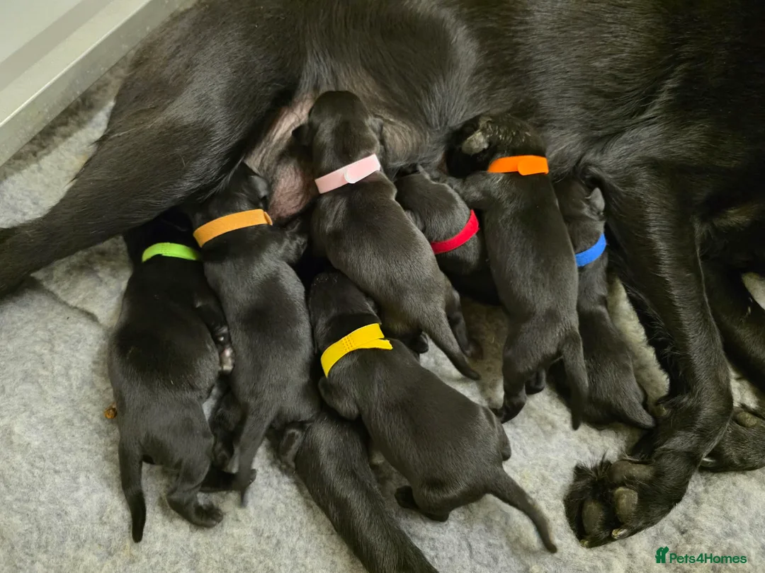 Labrador Retriever dogs for sale: Kc registered litter for sale  - Advert 3