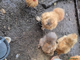 Chickens poultry Silkie pullet and hens - Advert 7
