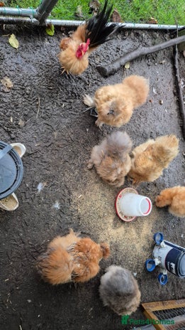 Chickens poultry Silkie pullet and hens - Advert 12