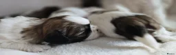 Shih Tzu dogs for sale: Beautiful Purebred Shih Tzu Puppies for Sale - Advert 12