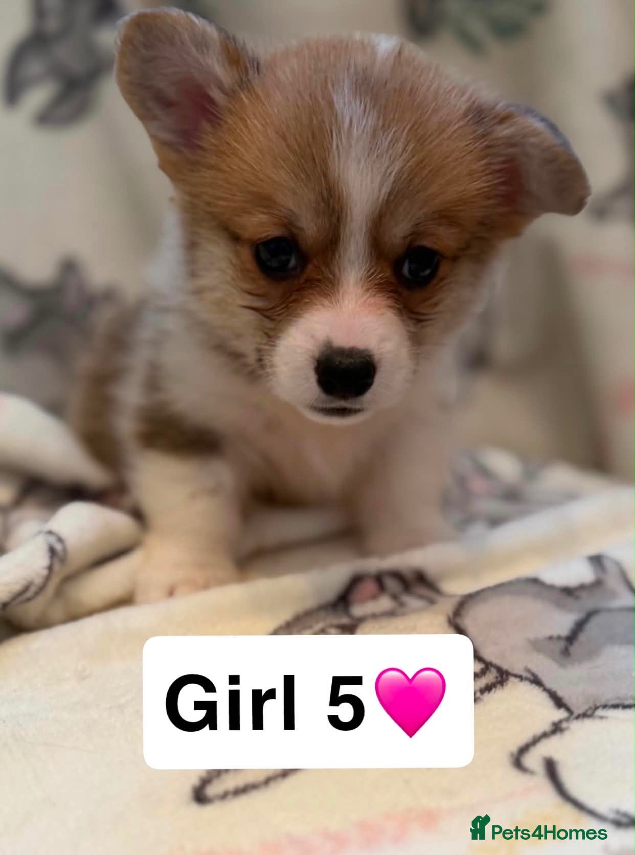 Welsh Corgi Pembroke dogs Stunning KC Registered Corgi Pups - Advert 2