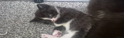 British Shorthair cats for sale: Female and male kittens ready june.  - Advert 3