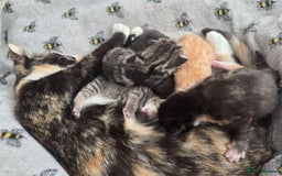 Mixed Breed cats for sale: 1 ginger male and 1 black male - Image 2