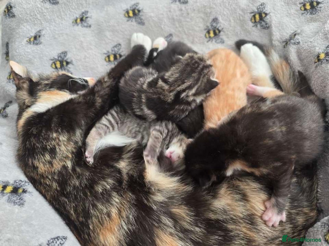 Mixed Breed cats for sale: 1 ginger male and 1 black male - Image 2