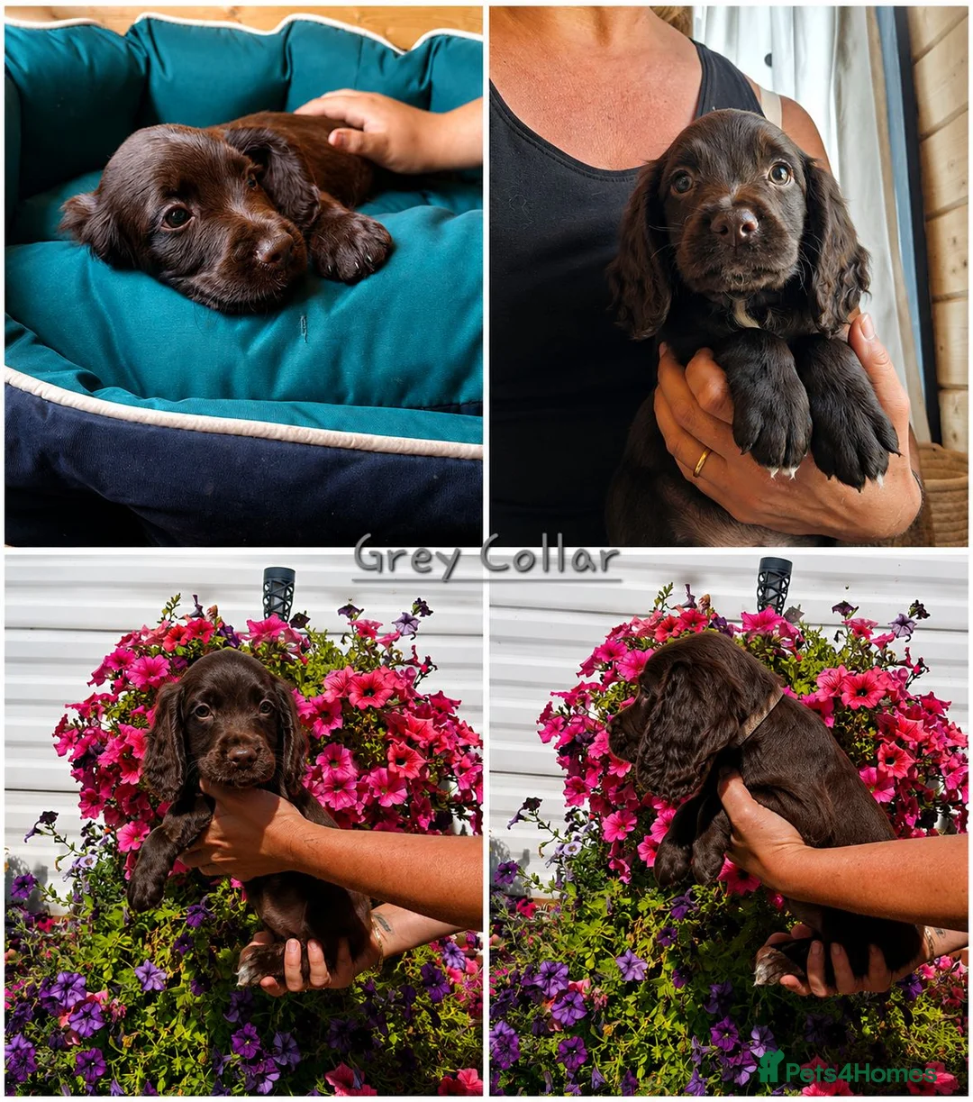 Sprocker dogs for sale: 🌟 Fully Health Tested Sprocker Spaniel Puppies🌟 - Advert 22