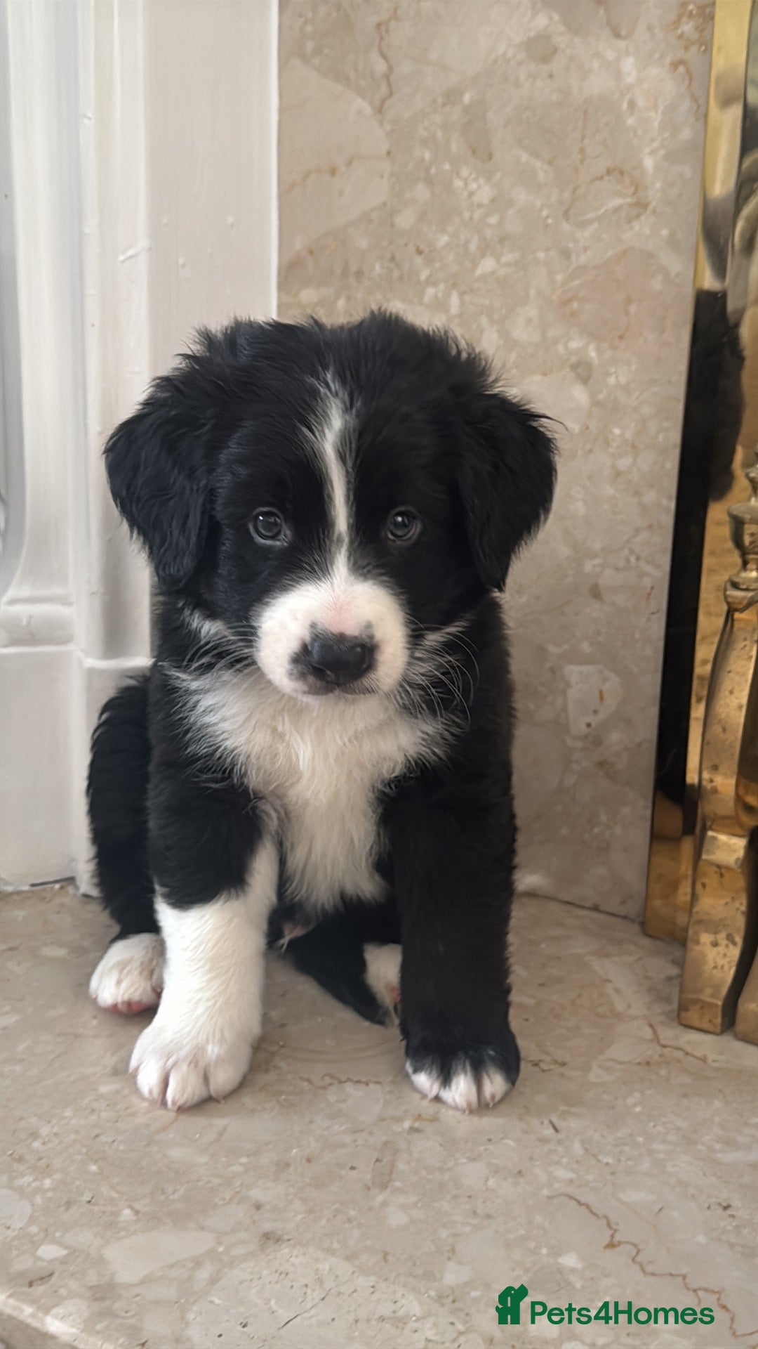 Mixed Breed dogs READY TO LEAVE beautiful Bordernese puppies - Advert 17