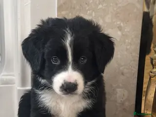 Mixed Breed dogs READY TO LEAVE beautiful Bordernese puppies - Advert 17