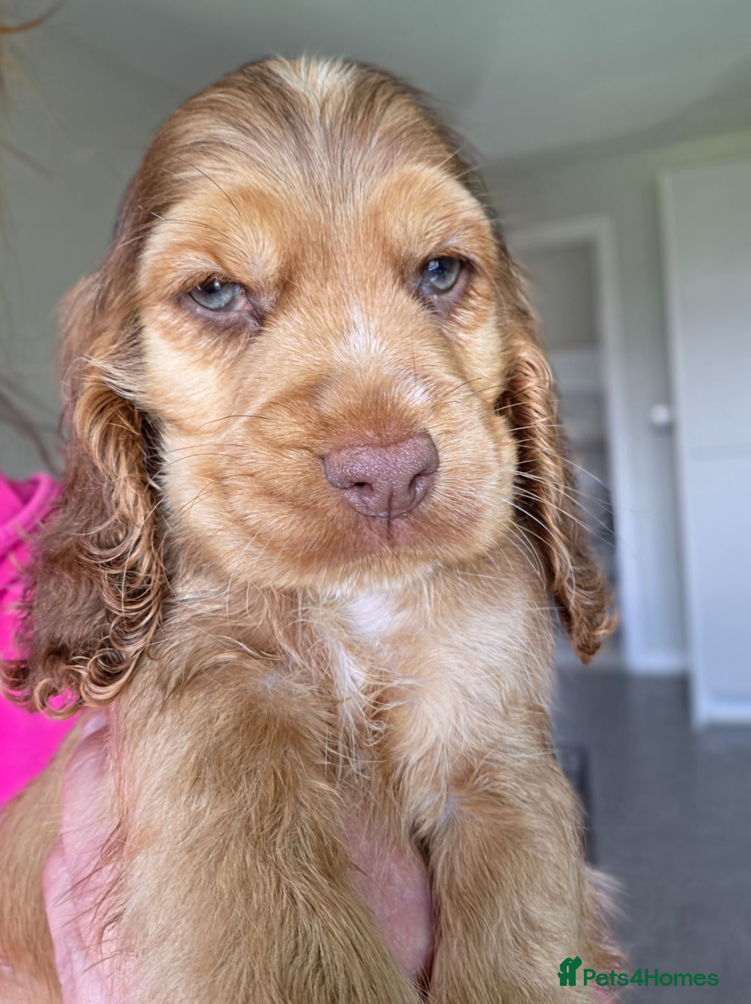 Cocker Spaniel dogs !!KC Registered Beautiful show Cocker Spaniels!!!  - Advert 14