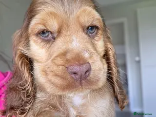 Cocker Spaniel dogs !!KC Registered Beautiful show Cocker Spaniels!!! - Advert 14