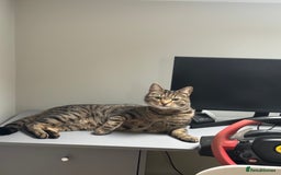 Domestic Shorthair cats for sale: Binx or bonk  - Image 5