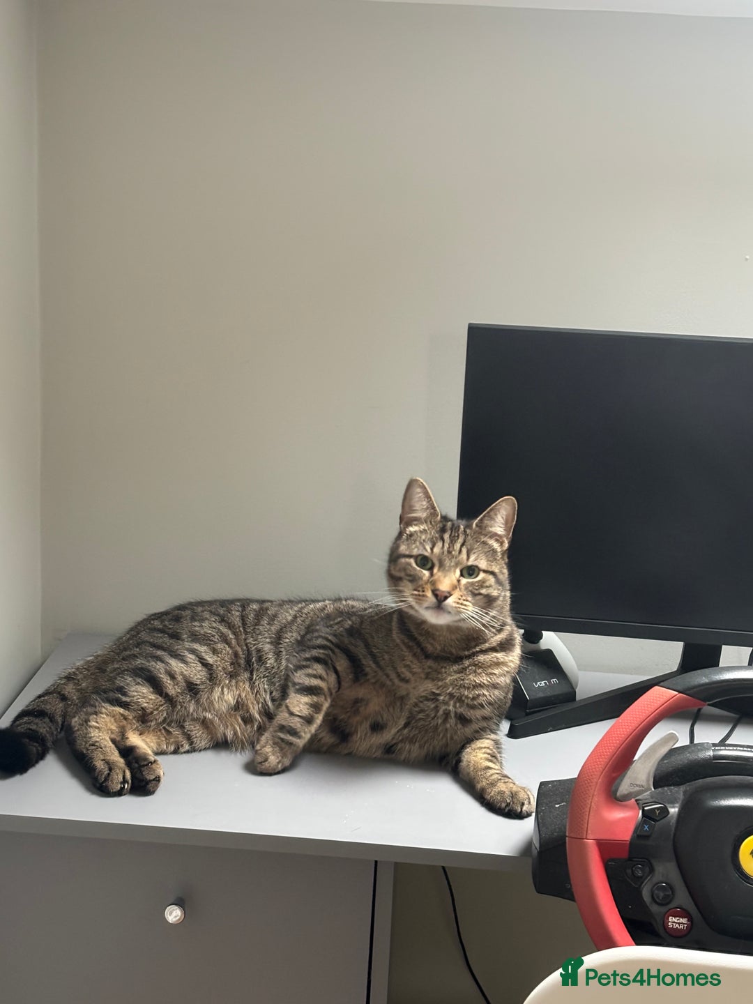 Domestic Shorthair cats for sale: Binx or bonk  - Image 5