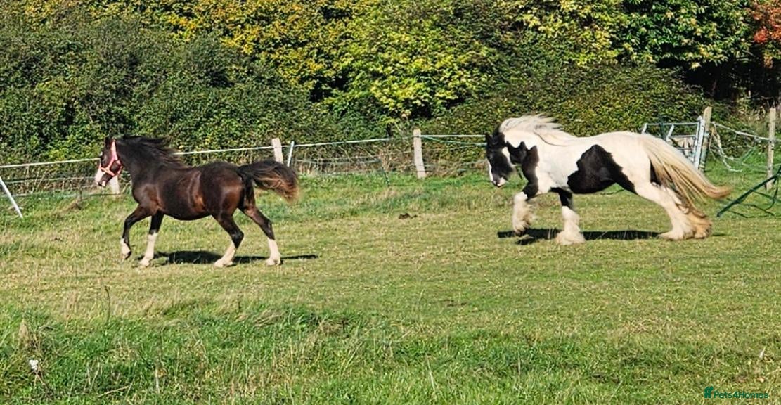 Welsh Section C horses for sale: Welsh section c filly  - Advert 2