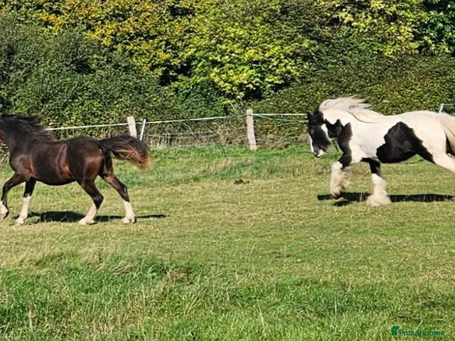 Welsh Section C horses for sale: Welsh section c filly - Advert 2
