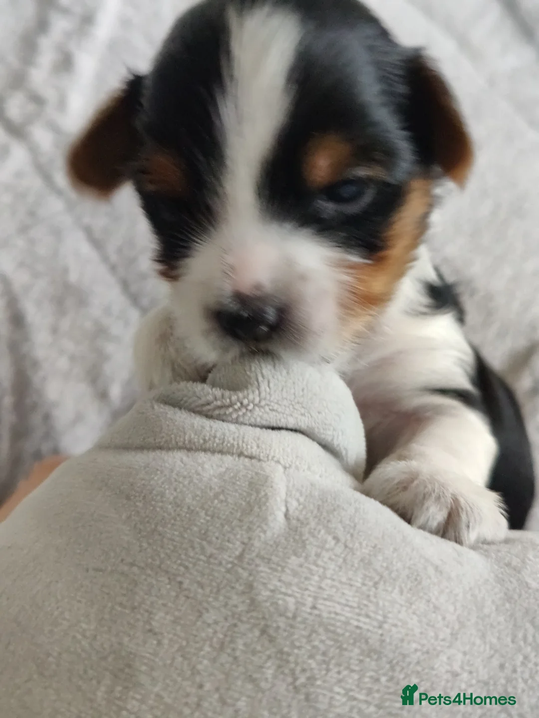 Yorkshire Terrier dogs for sale: Outstanding RARE Yorkshire terrier  - Advert 19