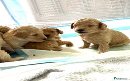 Toy Poodle dogs for sale: Stunning litter of Toy Poodles - Image 8