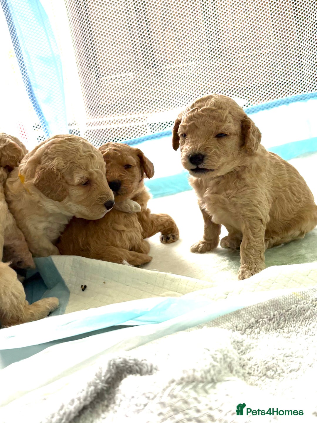 Toy Poodle dogs for sale: Stunning litter of Toy Poodles - Image 8