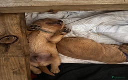 Cockerdor dogs for sale: YorkieCockerDor pups looking for forever homes  - Image 16