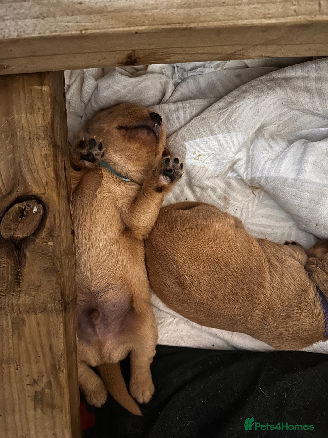 Cockerdor dogs for sale: YorkieCockerDor pups looking for forever homes  - Image 16