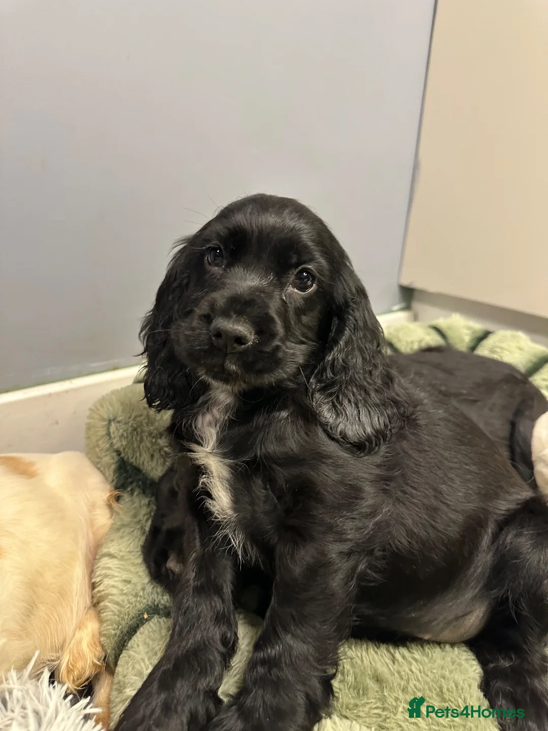 Cocker Spaniel dogs for sale: KC Reg Show Cocker - Advert 18