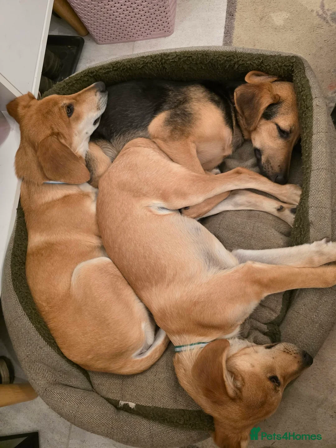 Mixed Breed dogs for adoption: Adorable Henry 4.5 mth Lab X Pointer in Henlow - Advert 2