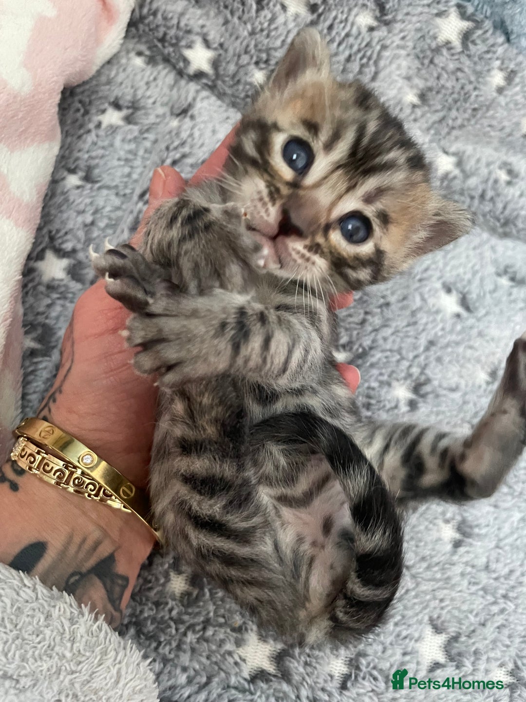 Bengal cats for sale: Incredibly beautiful Bengals kittens TICA  - Advert 3