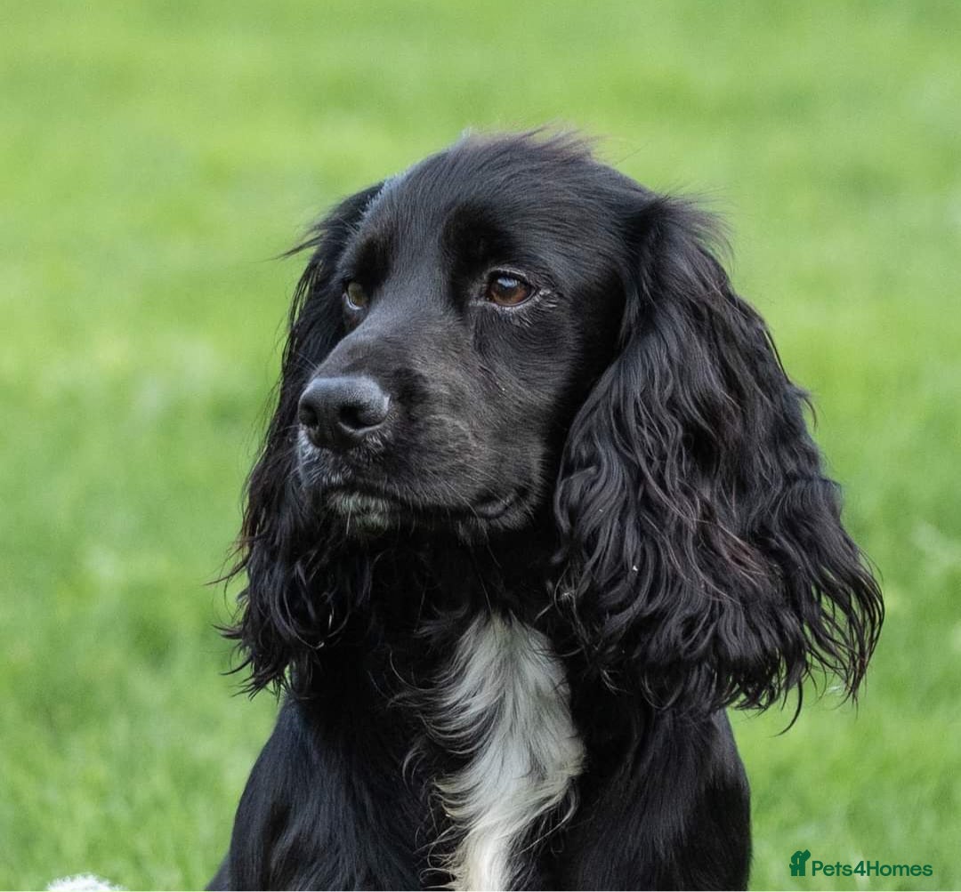 Cocker Spaniel dogs for stud: Health Tested Kc Registered Cocker Spaniel in Maidstone - Advert 3