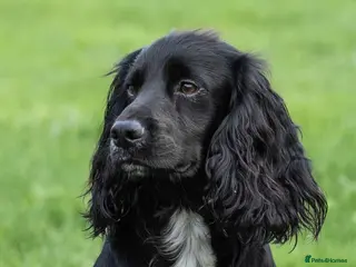 Cocker Spaniel dogs FTCH BRED, Health Tested Kc Reg Cocker Spaniel - Advert 3