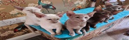 Oriental cats for sale: 7 GCCF Oriental & Siamese Kittens - Advert 1