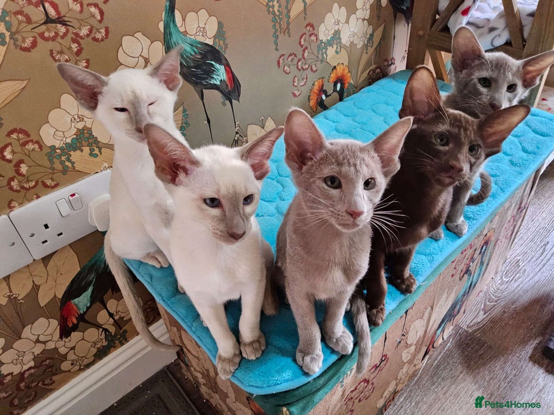 Oriental cats for sale: 7 GCCF Oriental & Siamese Kittens - Advert 1