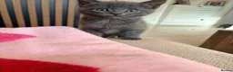 Mixed Breed cats for sale: Kittens Ready for New Homes 🐾 - Advert 6