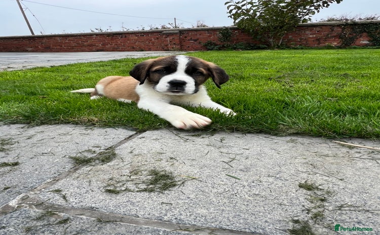 Saint Bernard dogs - Advert 1