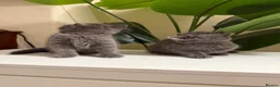 British Shorthair cats for sale: Beautiful British short hair kittens  - Advert 16