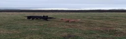 Labrador Retriever dogs for stud: Lunannas achilles in Burnley - Advert 2